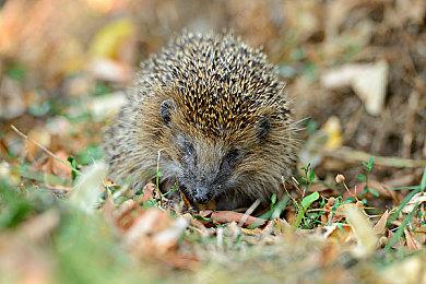 赛马娘国服《闪耀！优俊少女》预告 现已开启预约